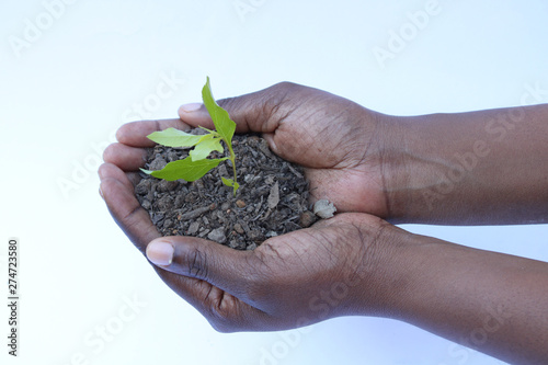 African hands holding green leafy plant
