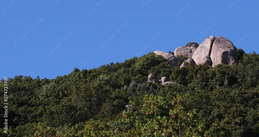 Static view of rocks rising out of forest in the hills on the island of Sardinia Static view of rocks rising out of forest in the hills on the island of Sardinia