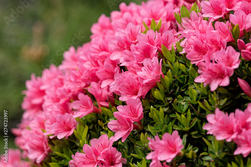 Pink azalea flower, in full bloom, Rhododendron photo