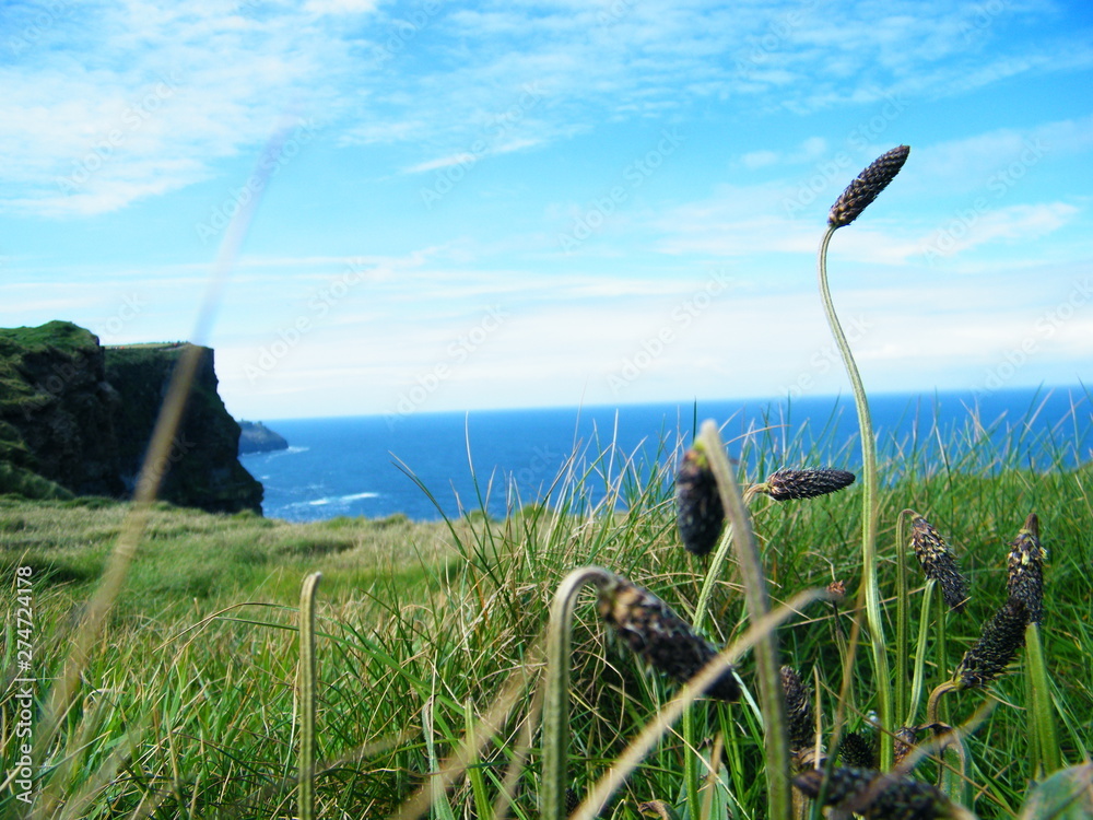 Cliffs of Moher, Irland, Natur, grün