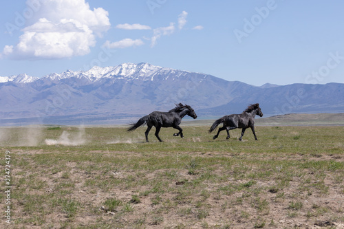 Beautiful Wild Horses in the Utah Desert in Spring