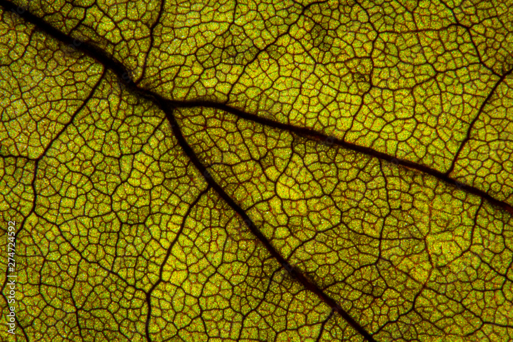 Obraz premium Macro shot a dry leaf texture