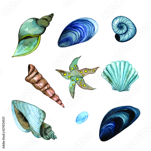 Seashells set watercolour stickers