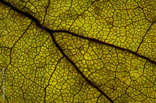 Macro shot a dry leaf texture