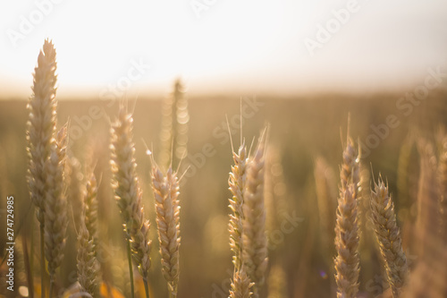 The  wheat in the sun