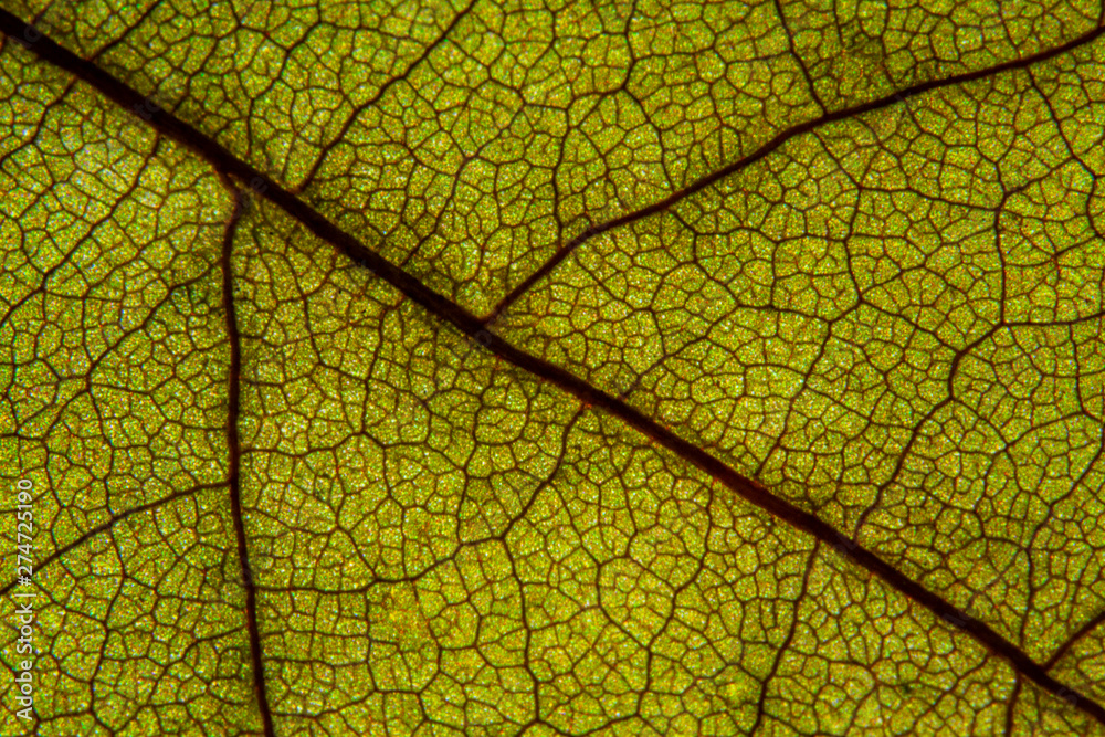 Obraz premium Macro shot a dry leaf texture
