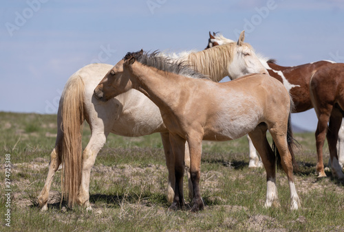 Beautiful Wild Horses in the Utah Desert in Spring