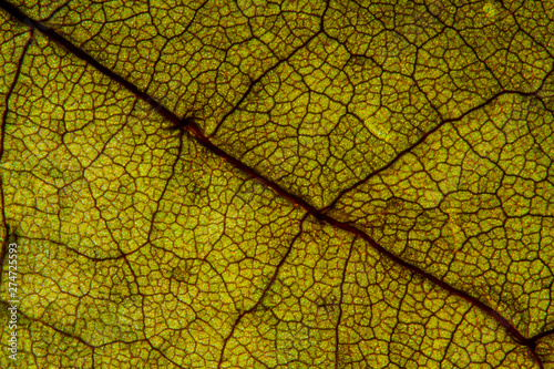 Macro shot a dry leaf texture