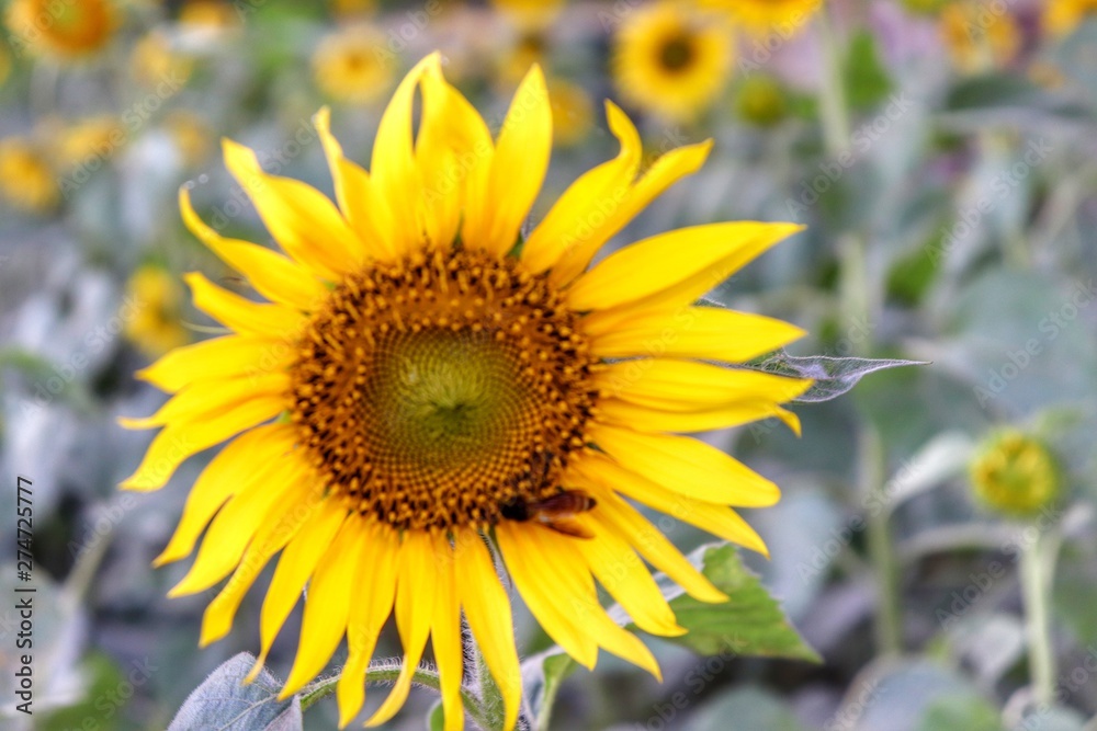 sunflower in field