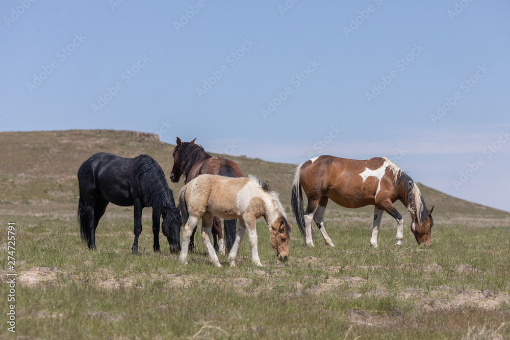Beautiful Wild Horses in the Utah Desert in Spring