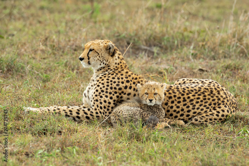 Cheetah and cute cub