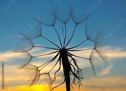 Sunset of the sun in a parachute Tragopogons photo