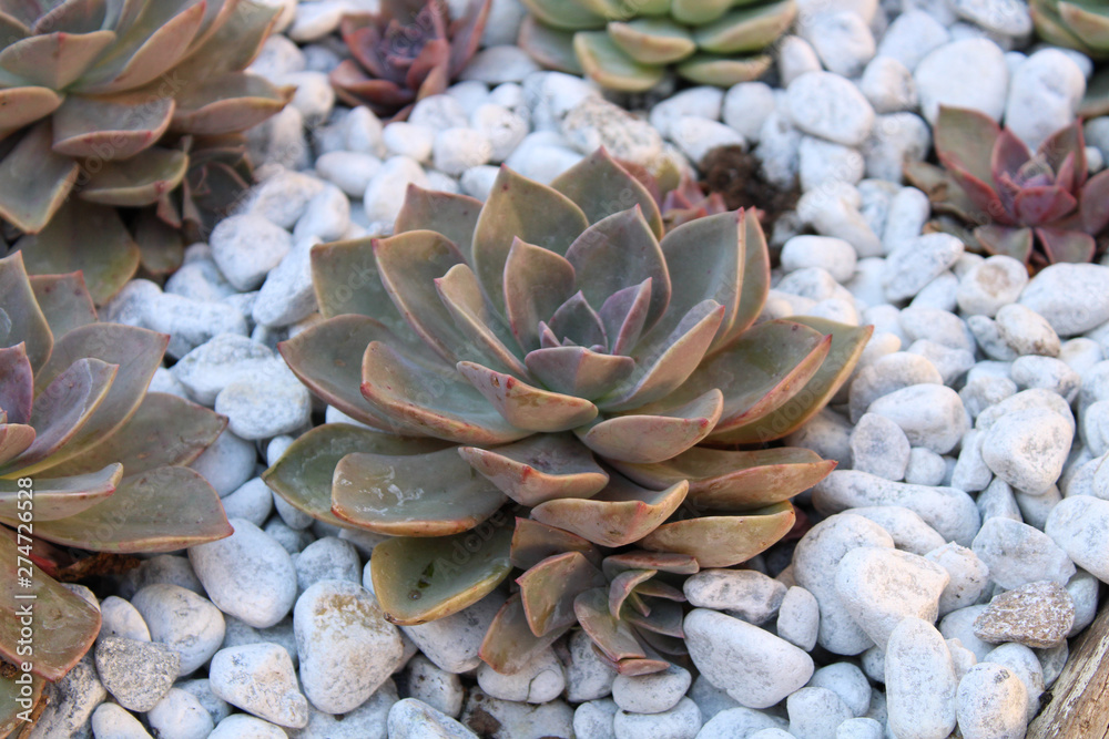 Fototapeta premium succulent plant amongst white pebbles