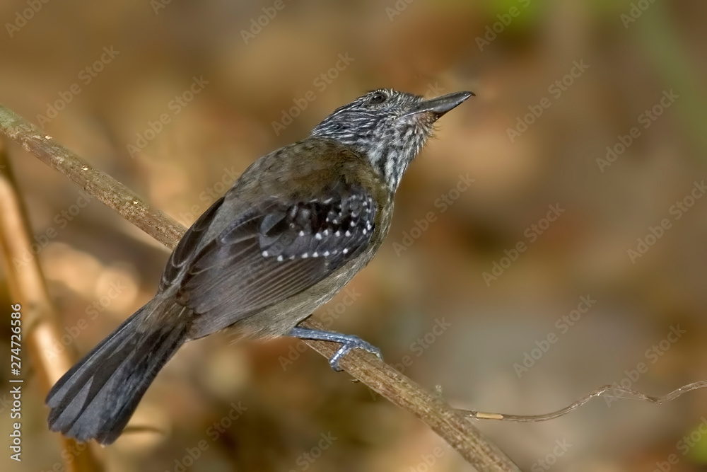 Black-hooded Antshrike, Thamnophilus bridgesi, perched Black-hooded Antshrike, Thamnophilus bridgesi, perched