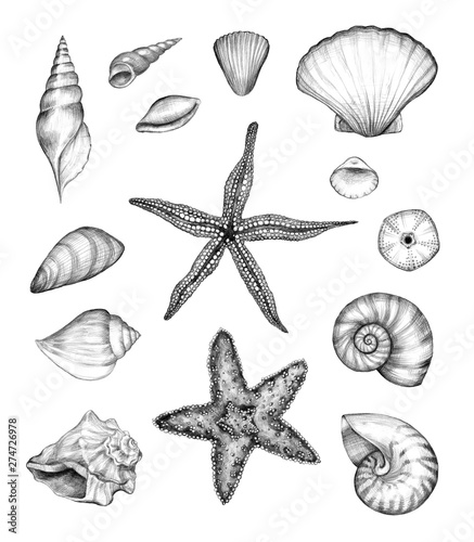 Sea pencil sketch collection. Graphic drawings of starfish, shells, mollusks and mussel isolated on a white background. Vintage style. Original pencil hand drawn illustration. Marine design.