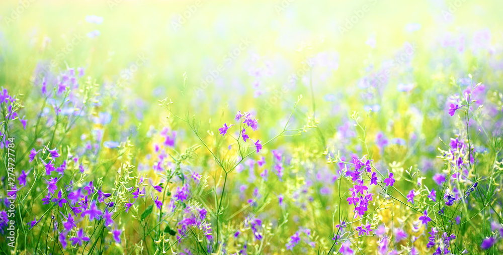 Nature abstract background wild blossoming green grass flowers in field meadow close-up soft focus. Beautiful summer nature landscape, violet yellow juicy colors, copy space. Nature abstract background wild blossoming green grass flowers in field meadow close-up soft focus. Beautiful summer nature landscape, violet yellow juicy colors, copy space.
