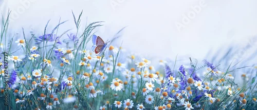 Obraz  z motywem Beautiful wild flowers chamomile, purple wild peas, butterfly in morning haze in nature close-up macro. Landscape wide format, copy space, cool blue tones. Delightful pastoral airy artistic image.
