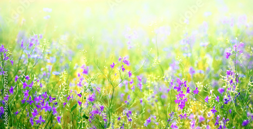 Nature abstract background wild blossoming green grass flowers in field meadow close-up soft focus. Beautiful summer nature landscape, violet yellow juicy colors, copy space.