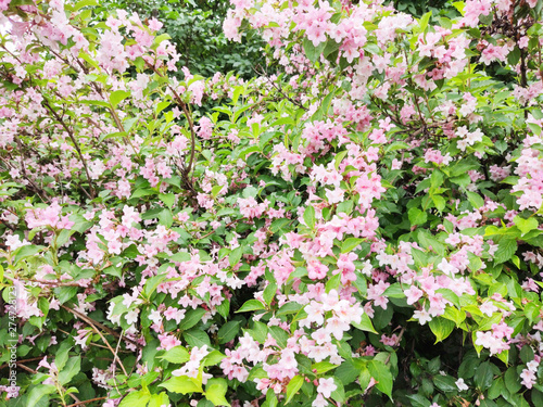 Wallpaper Mural Bush with flowers in bloom beautiful background Torontodigital.ca