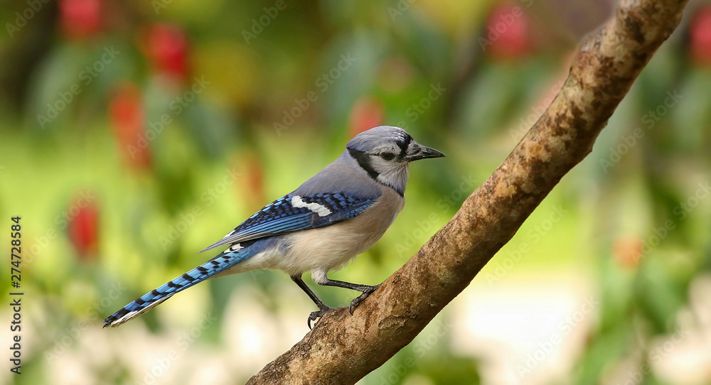 Obraz premium Beautiful blue jay bird with its head tilted to one side, looks down. The blue jay is native to North America and is one of the loudest, fearless and most colorful birds in back yards.