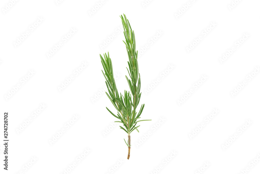 Obraz premium Fresh green rosemary isolated on white background