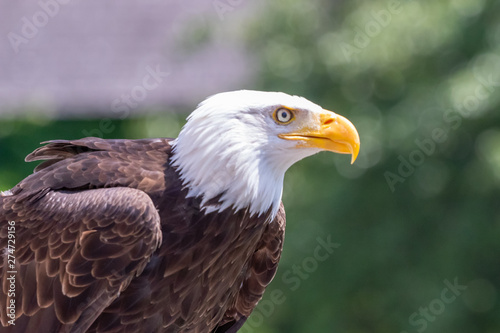 beautiful big bald eagle in nature
