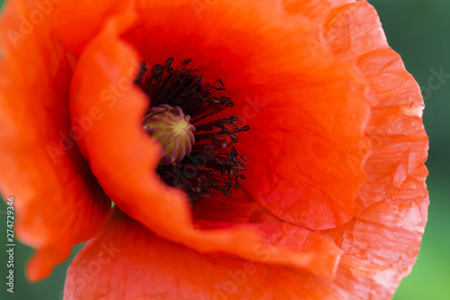 Close up of a giant red velvet poppy flower. Selective focus.