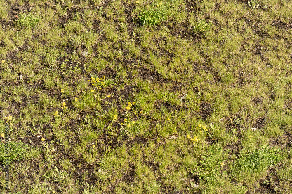Surface with yellow dandelions and young grass grows through the ground Surface with yellow dandelions and young grass grows through the ground