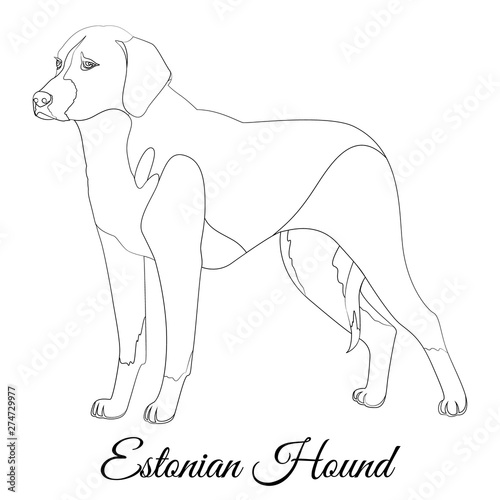 Estonian hound cartoon dog outline