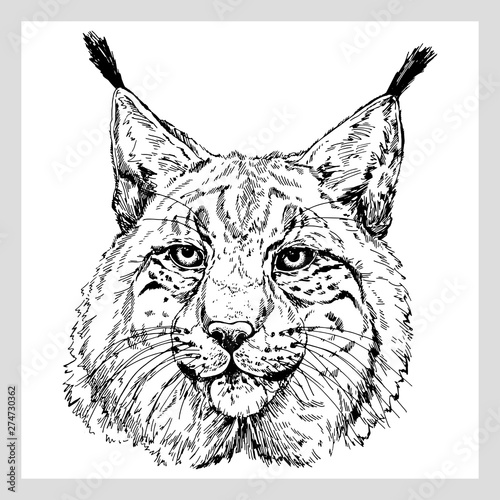 Hand drawn sketch style portrait of lynx isolated on white background. Vector illustration.