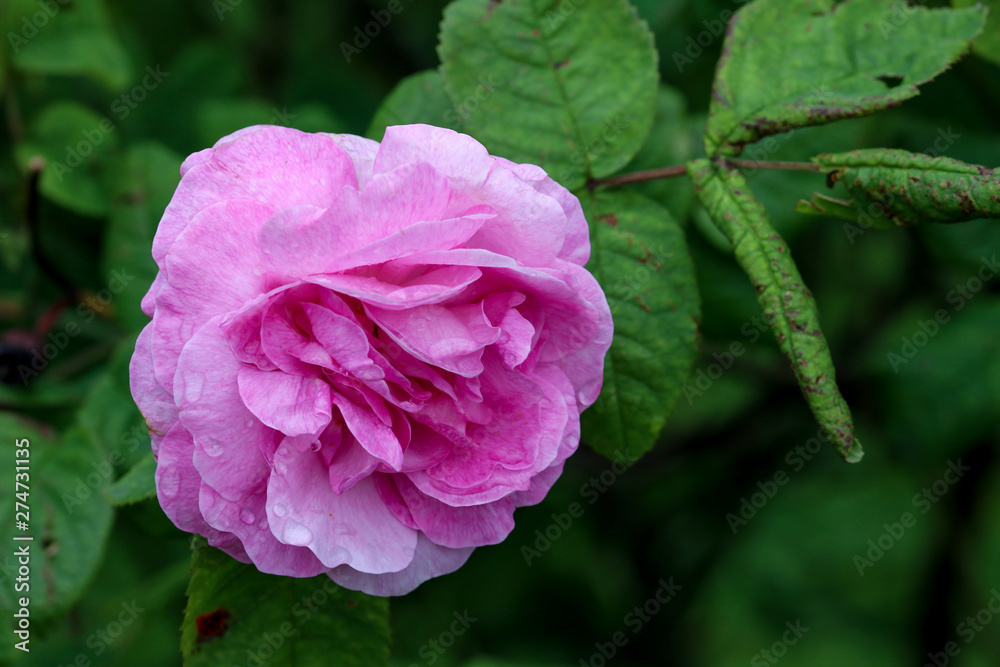 Fototapeta premium Close up of pink rose head