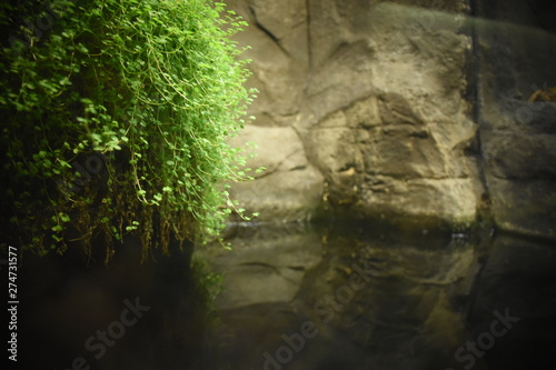 Waterplant background © hazel