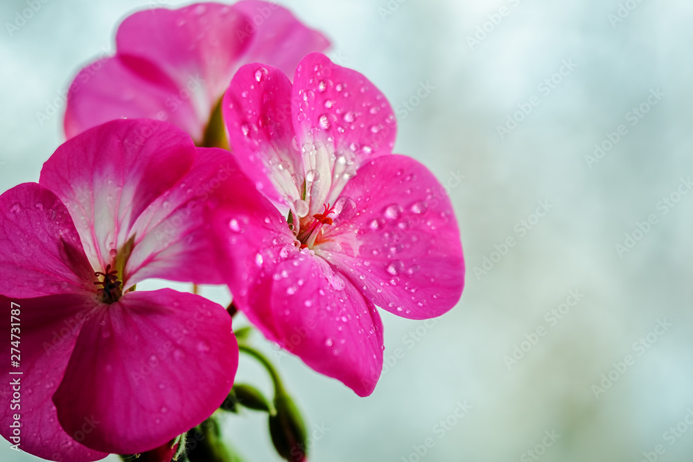 Pink geranium flower with drops of dew or water on the petals. Close-up of indoor plants on a light background Pink geranium flower with drops of dew or water on the petals. Close-up of indoor plants on a light background