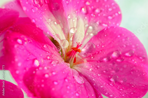 Pink geranium flower with drops of dew or water on the petals. Close-up of indoor plants in full screen.