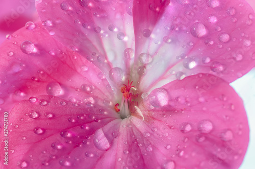 Pink geranium flower with drops of dew or water on the petals. Close-up of indoor plants in full screen.