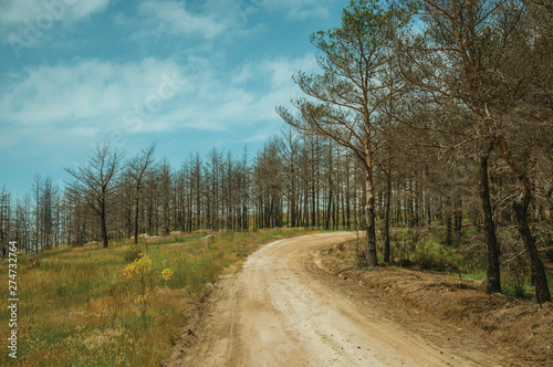 Dirt road passing through a burnt forest