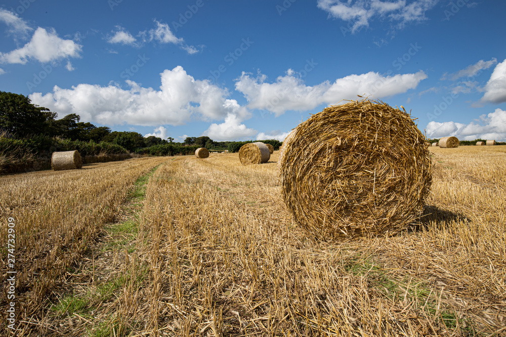 Harvest time in Cornwall large straw bales in field
