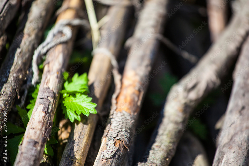 Old dry branches and young green sprout Old dry branches and young green sprout