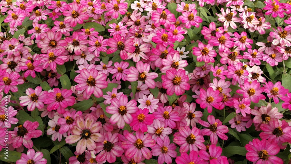 Pink flowers with green leaves floor