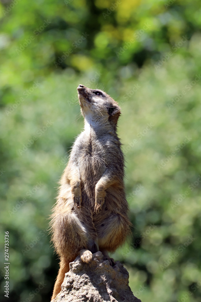 Suricate aux aguets Suricate aux aguets