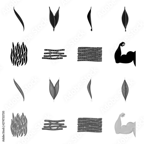 Vector illustration of fiber and muscular logo. Collection of fiber and body vector icon for stock.