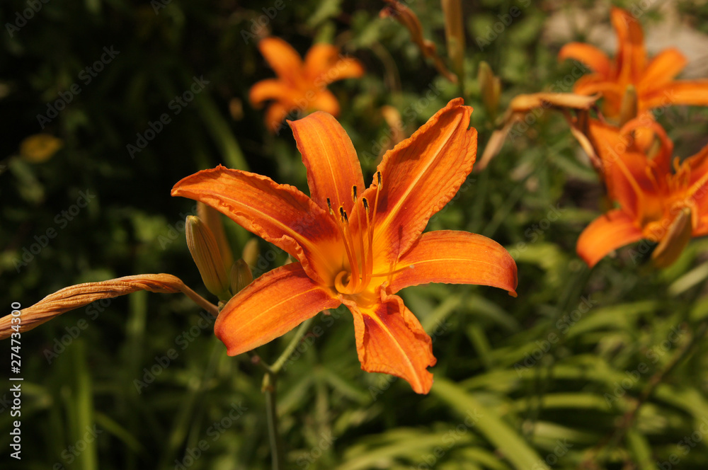 Belle étoile