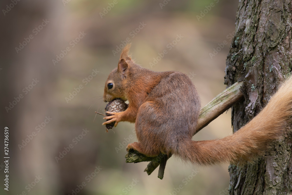 Red Squirrel, Sciurus vulgaris, close up character portrait amongst grass, rocks and birch branch on a sunny day within Scotland during June. Red Squirrel, Sciurus vulgaris, close up character portrait amongst grass, rocks and birch branch on a sunny day within Scotland during June.