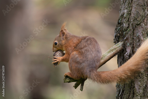 Red Squirrel, Sciurus vulgaris, close up character portrait amongst grass, rocks and birch branch on a sunny day within Scotland during June. © Paul