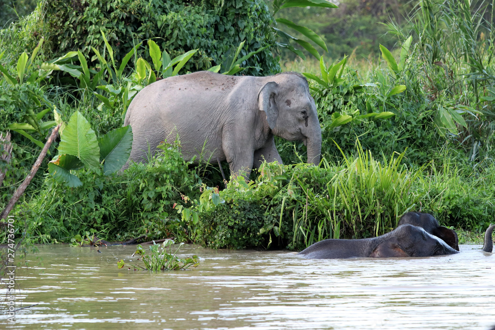 Borneo pygmy elephants (Elephas maximus borneensis) - Borneo Malaysia Asia Borneo pygmy elephants (Elephas maximus borneensis) - Borneo Malaysia Asia