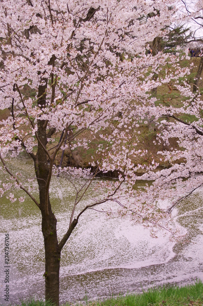 Japan Ueda Castle park Cherry Blossoms spring Japan Ueda Castle park Cherry Blossoms spring
