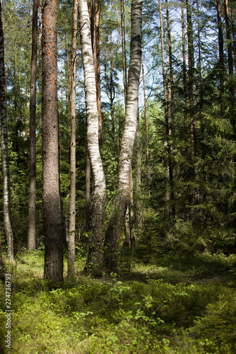 Two birches among pines in the European forest.