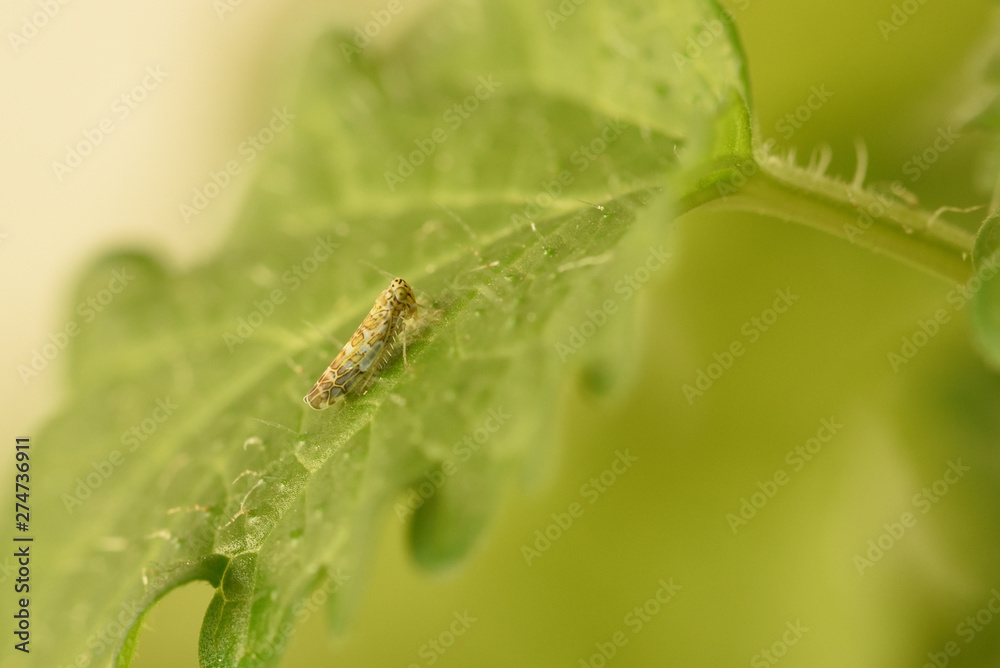 Eupteryx decemnotata from the family cicada eats a leaf of mint lemon melissa Eupteryx decemnotata from the family cicada eats a leaf of mint lemon melissa