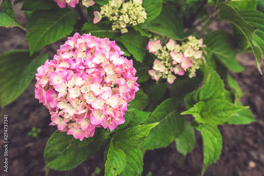 Purple Hydrangea flower (Hydrangea macrophylla) in a garden Purple Hydrangea flower (Hydrangea macrophylla) in a garden