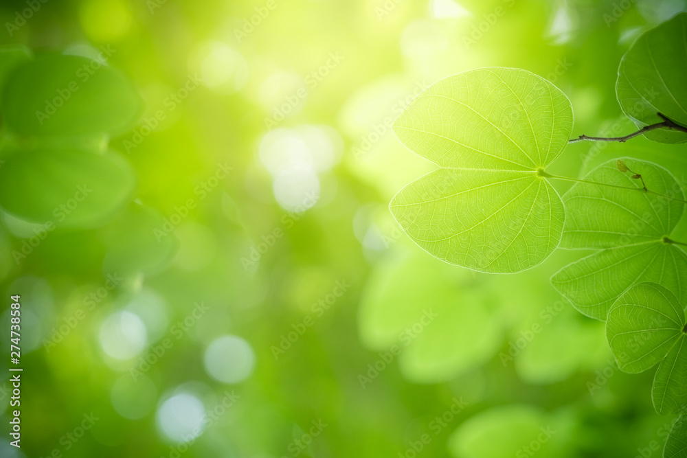 Nature of green leaf in garden at summer. Natural green leaves plants using as spring background cover page greenery environment ecology wallpaper Nature of green leaf in garden at summer. Natural green leaves plants using as spring background cover page greenery environment ecology wallpaper